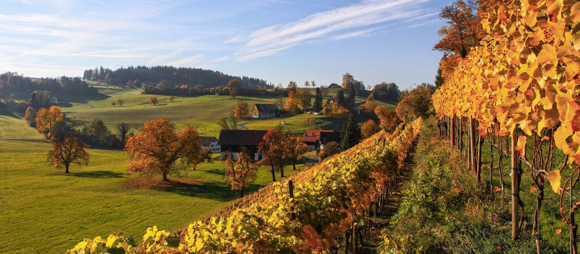 foglie autunno