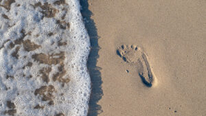 Carbon Footprint