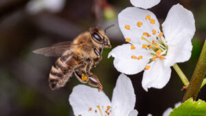 How does pollination occur?