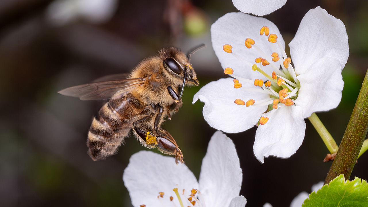Come avviene il processo di impollinazione?
