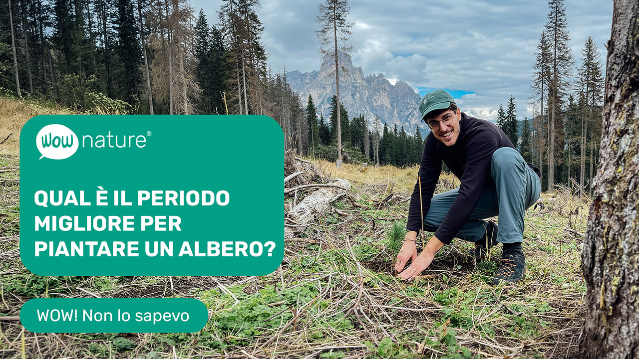 When is the best time to plant a tree?