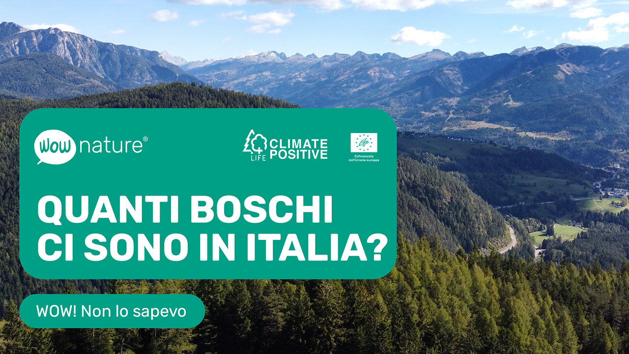 Quanti boschi ci sono in Italia?