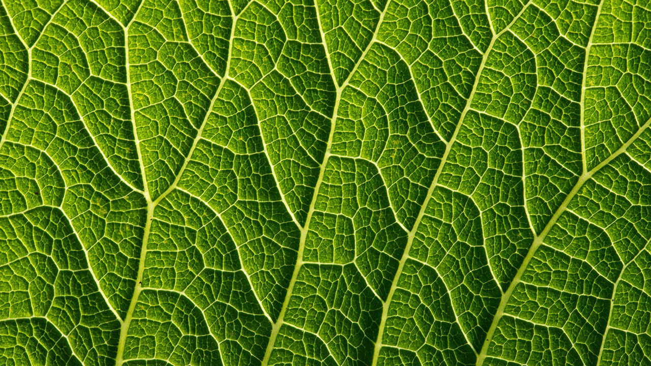 Come funziona la fotosintesi clorofilliana?