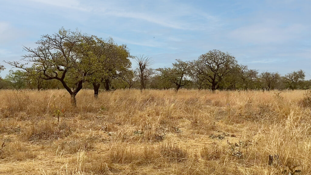Riforestazione sociale: un progetto di bioeconomia in Burkina Faso