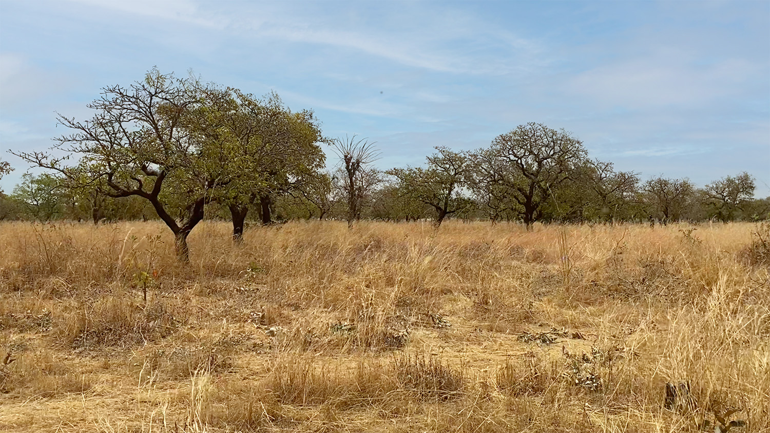Riforestazione sociale: un progetto di bioeconomia in Burkina Faso
