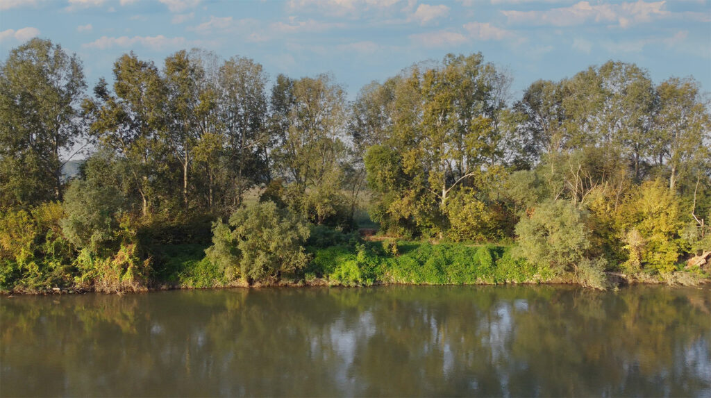 Cosa succede all’acqua quando perdiamo il bosco?